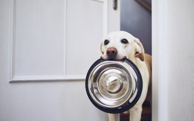 Quand nourrir votre chien