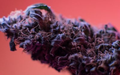 Pourquoi privilégier les Fleurs de CBD Purple Haze ?